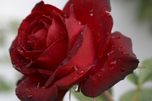 Flower-Rose-AfterTheRain