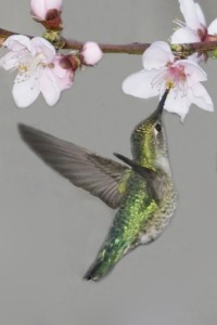 Wildlife-BackYard-HummingBird11