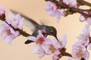 Wildlife-BackYard-HummingBird14