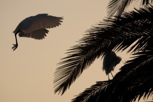 Wildlife-BayLand-Egret