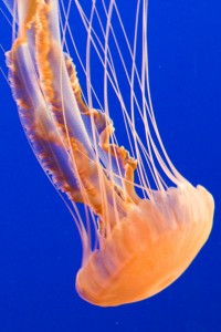 Wildlife-MontereyAquarium-JellyFishSeaNettle3