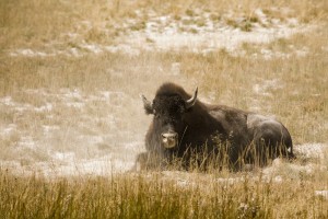 Wildlife-Yellowstone-Bison1